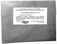 Pucciniastrum epilobii image